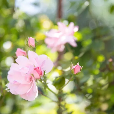 Frühstückspension Monument076 Etten-Leur
